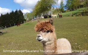 Alpaka-Herde des Ferienbauernhof Voss (bitte nicht füttern)