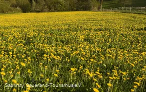 Blick auf Bad Fredeburg vom Sauerland-Höhenflug