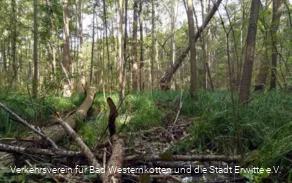 Erlenbruchwald im Naturschutz- & Naherholungsgebiet Muckenbruch