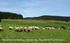 Schafe bei Hösinghausen