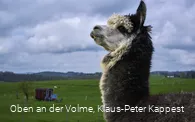 Alpakafarm Inti