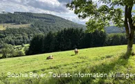 Wiesenlandschaft am H2 in Hemmighausen