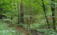Waldbaden-eingetaucht im Wald (Foto G.Slowek).jpg
