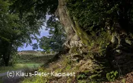seelenort-schwalenburg-baum_c__klaus-peter_kappest.jpg