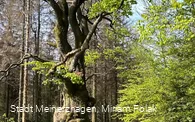 Grenzbuche Markenbaum Südhangweg