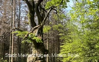 Grenzbuche Markenbaum Südhangweg