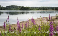Zachariassee