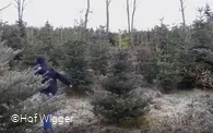 Weihnachtsbäume2.jpg