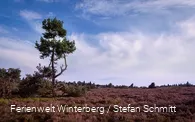 Eine weite Heidelandschaft vor blauem, bewölktem Himmel.