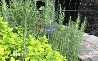 Kräuterbeet