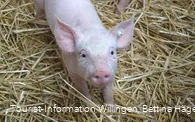 Schwein der Familie Helwig.JPG
