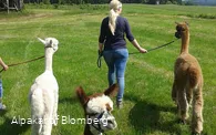 Alpakahof Blomberg - Alpakawanderung