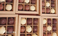 Xocolea3.jpg