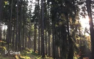 Weg beim Waldbaden quer (Foto P.Gries).jpg