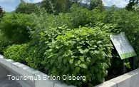 Kräutergarten