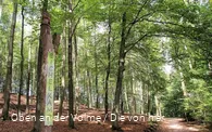 Der Lebensraum Wald ist zentrales Thema