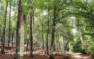 Der Lebensraum Wald ist zentrales Thema