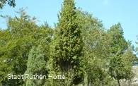 Wacholderheide am Hohen Stein in Kallenhardt