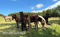 Falkenegg_Wiese 3