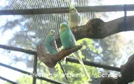 Vogelgehege