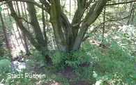 Alte Hudebuche im Lörmecketal