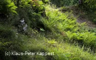 seelenort-schwalenburg-wallring-farne_c__klaus-peter_kappest.jpg