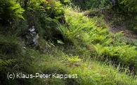 seelenort-schwalenburg-wallring-farne_c__klaus-peter_kappest.jpg