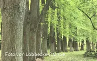 Lindenallee