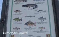 Fischbestand im "Altarm"