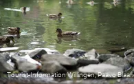 kurgarten-willingen-ententeich-paavo-blåfield.jpg