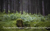 Natur im Schwarzbachtal