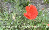 Klatschmohn am H2 bei Hemmighausen