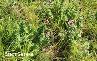 Blick auf blühende Blumen