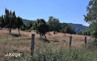 Wacholderheide
