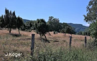 Wacholderheide
