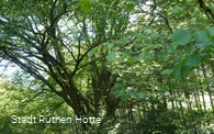 mächtige Hudebuche