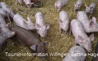 Schweine der Familie Helwig.JPG