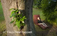 eiche-im-ohl-renate-hill_c__klaus-peter_kappest.jpg.jpg