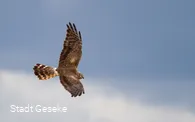 Wiesenweihe Weibchen