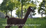 Alpake braun