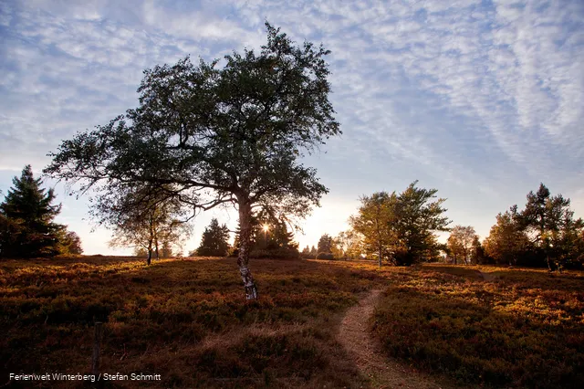 Eine Heidelandschaft mit Spazierweg und einem großen Baum bei Sonnenaufgang.