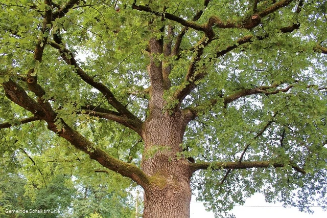 Die prächtige Eiche am Bauernhaus