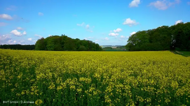 Feld