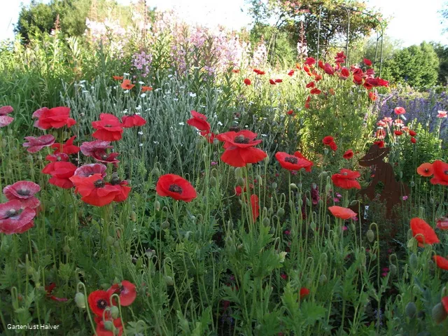 Bunte, blühende Wiesen im Schaugarten