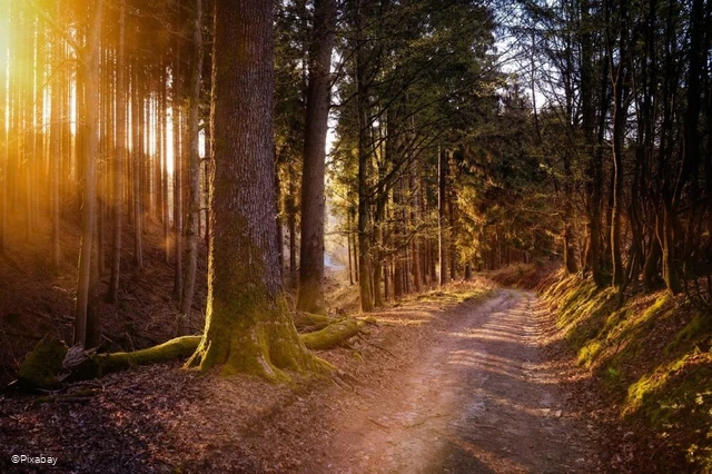 Wald-wandern.jpg