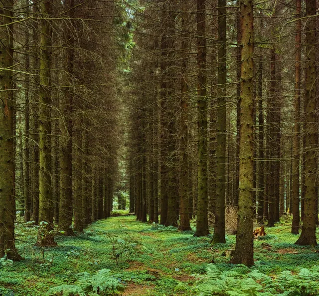 hardwood-forest-tree-hardwood-forest-uncultivated-2023-11-27-05-18-02-utc.jpg