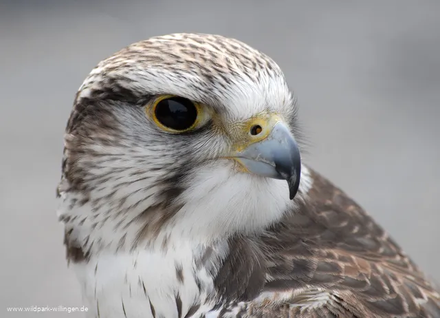 Falke_c__Wild-_und_Freizeitpark_Willingen.jpg.jpg