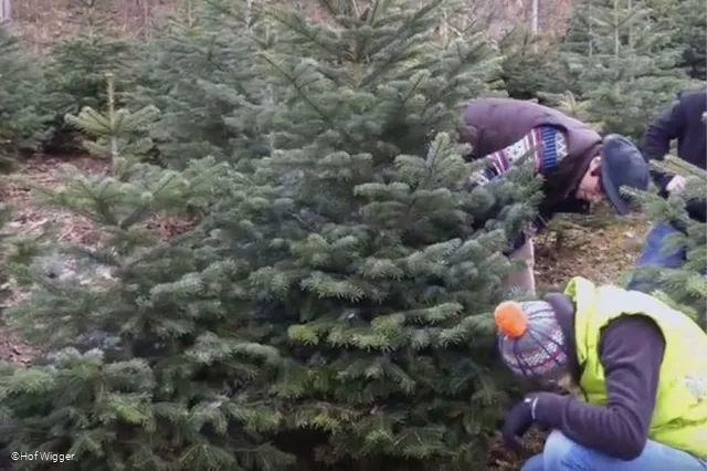Weihnachtsbäume.jpg