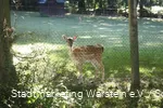 Tiergehege