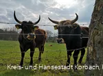 Heckrinder Kuhbach